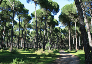 TRAVAILLEZ DANS UN écrin de verdure